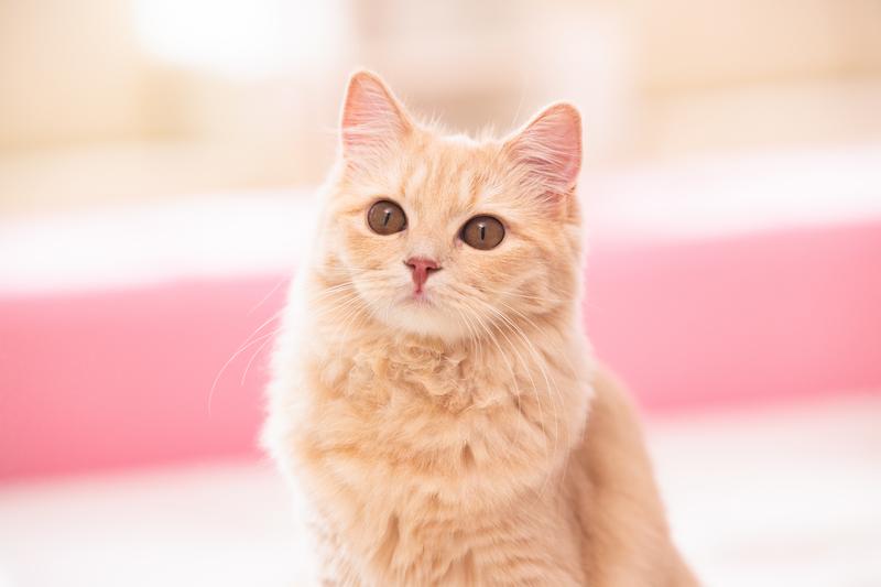 猫
